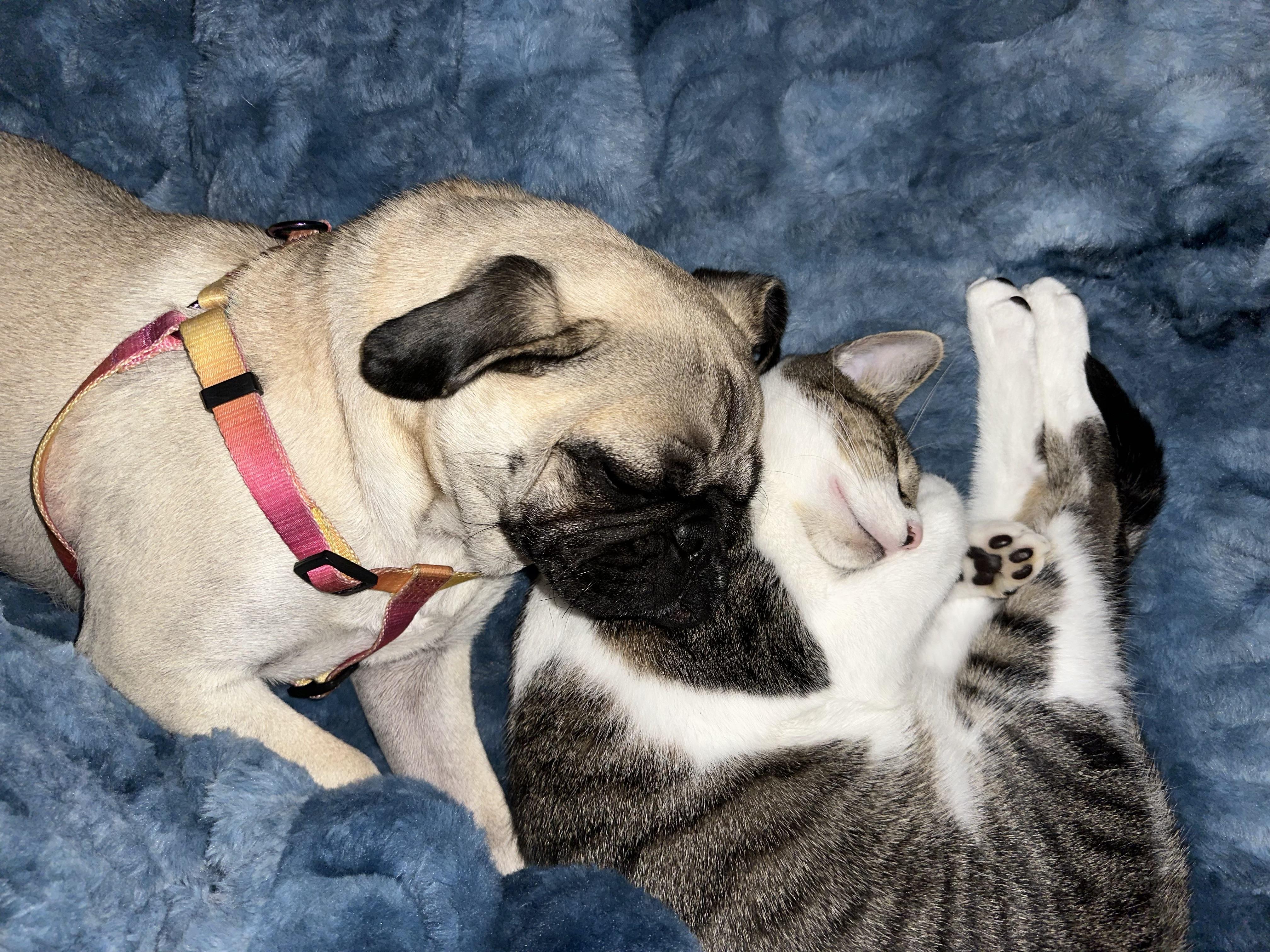 MoonKnight, a Adoptable Domestic Short Hair in Little River, SC image 2/6