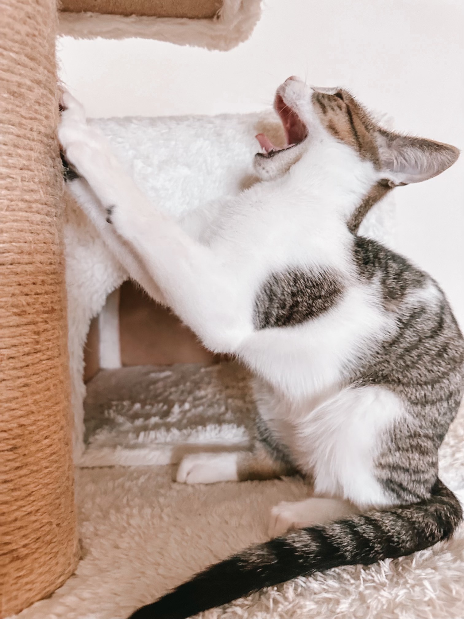 MoonKnight, a Adoptable Domestic Short Hair in Little River, SC image 5/6