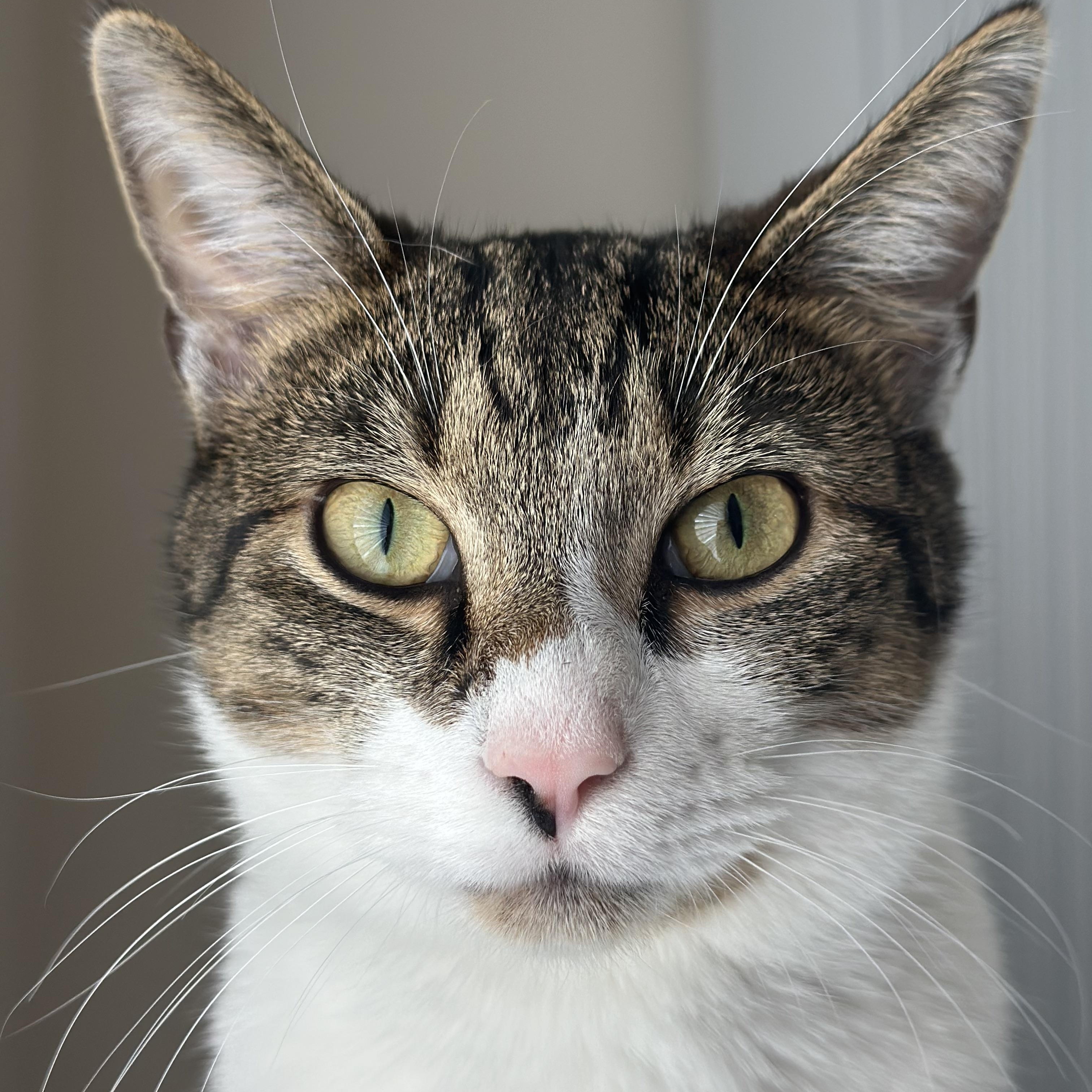 MoonKnight, Adoptable, Young Male Domestic Short Hair.