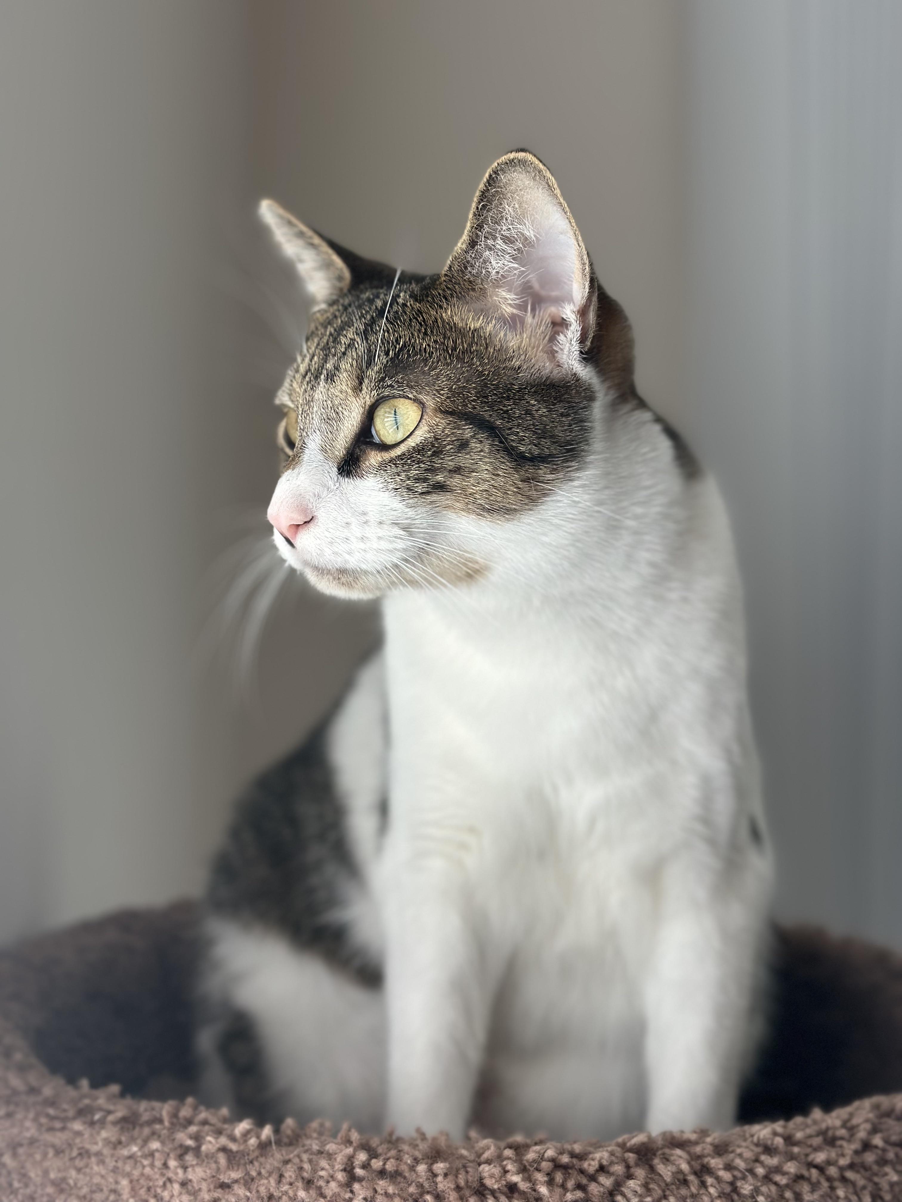 MoonKnight, a Adoptable Domestic Short Hair in Little River, SC image 6/6
