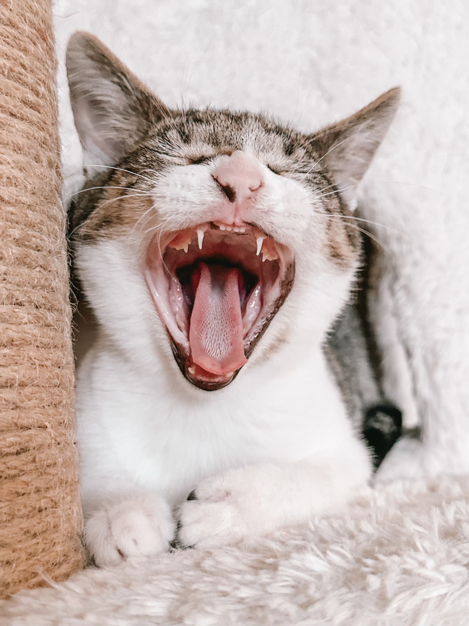 MoonKnight, a Adoptable Domestic Short Hair in Little River, SC image 4/6