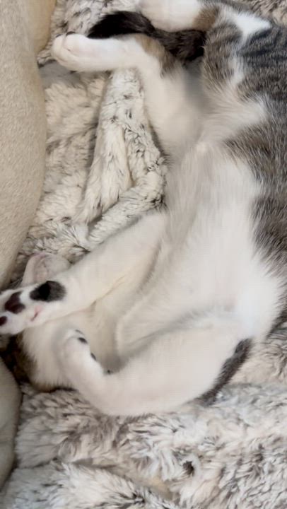 Enlarge MoonKnight, a Adoptable Domestic Short Hair in Little River, SC video 3/6