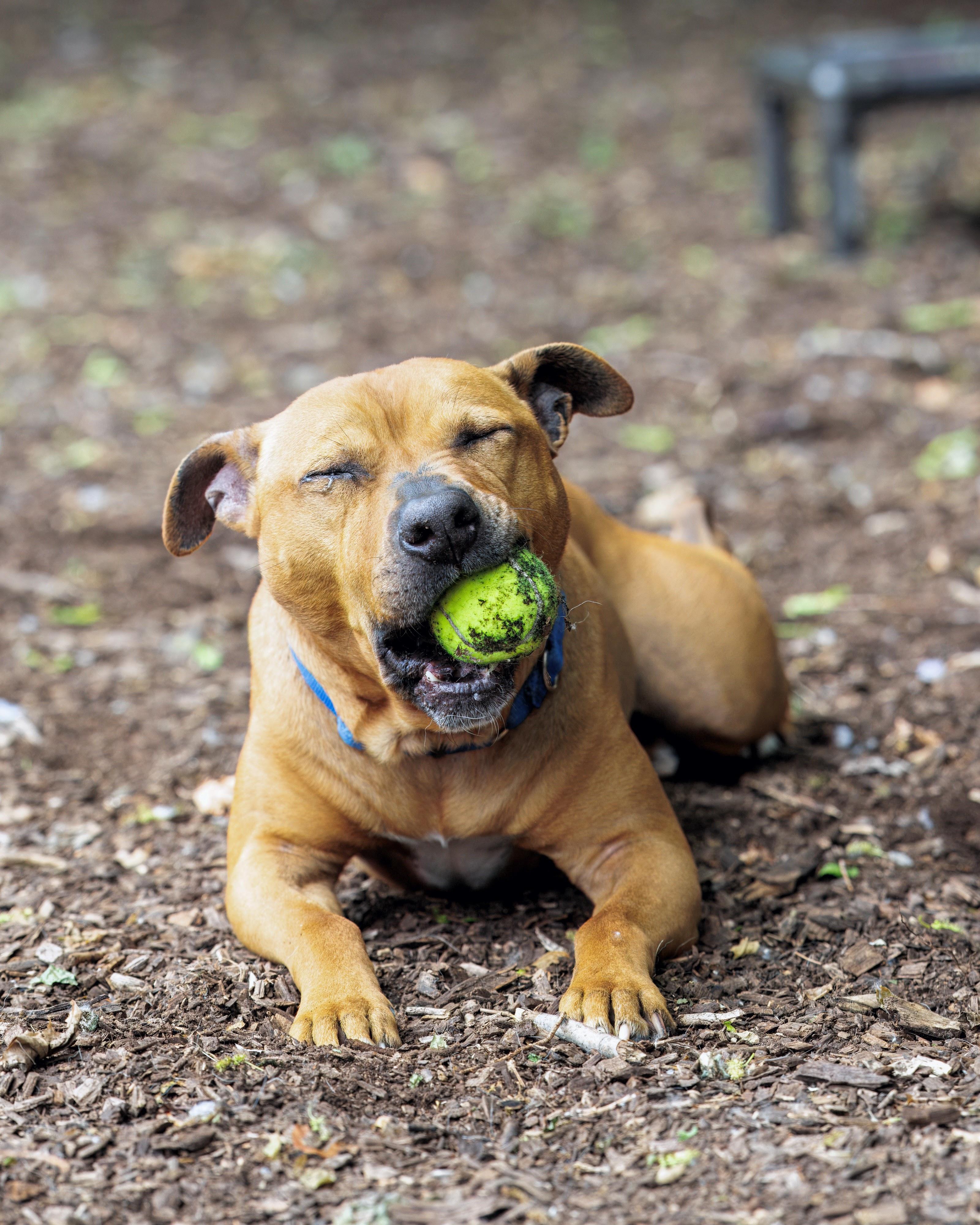 Echo, Adoptable, Adult Male Pit Bull Terrier.