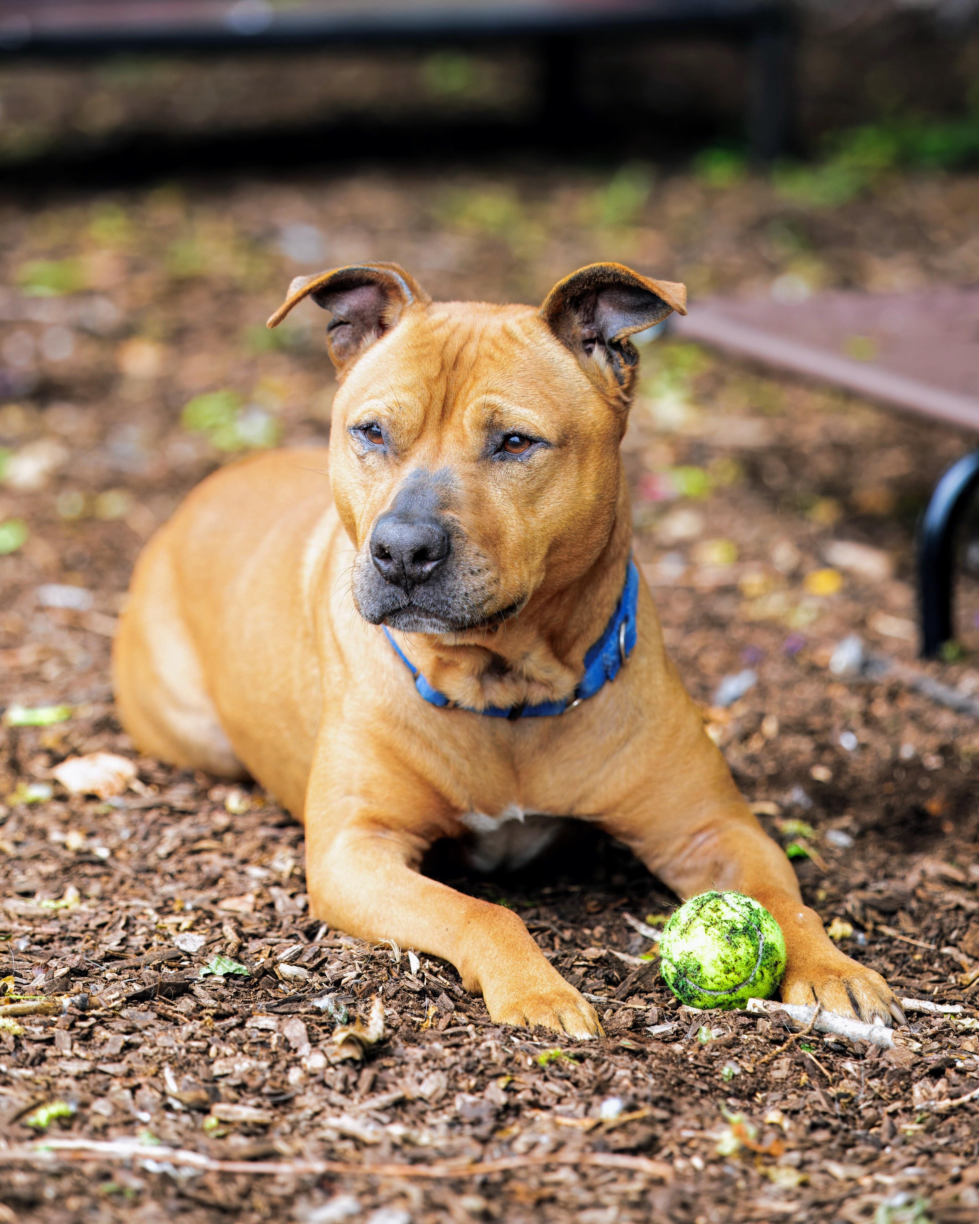 Enlarge Echo, a Adoptable Pit Bull Terrier in Teterboro, NJ image 2/3