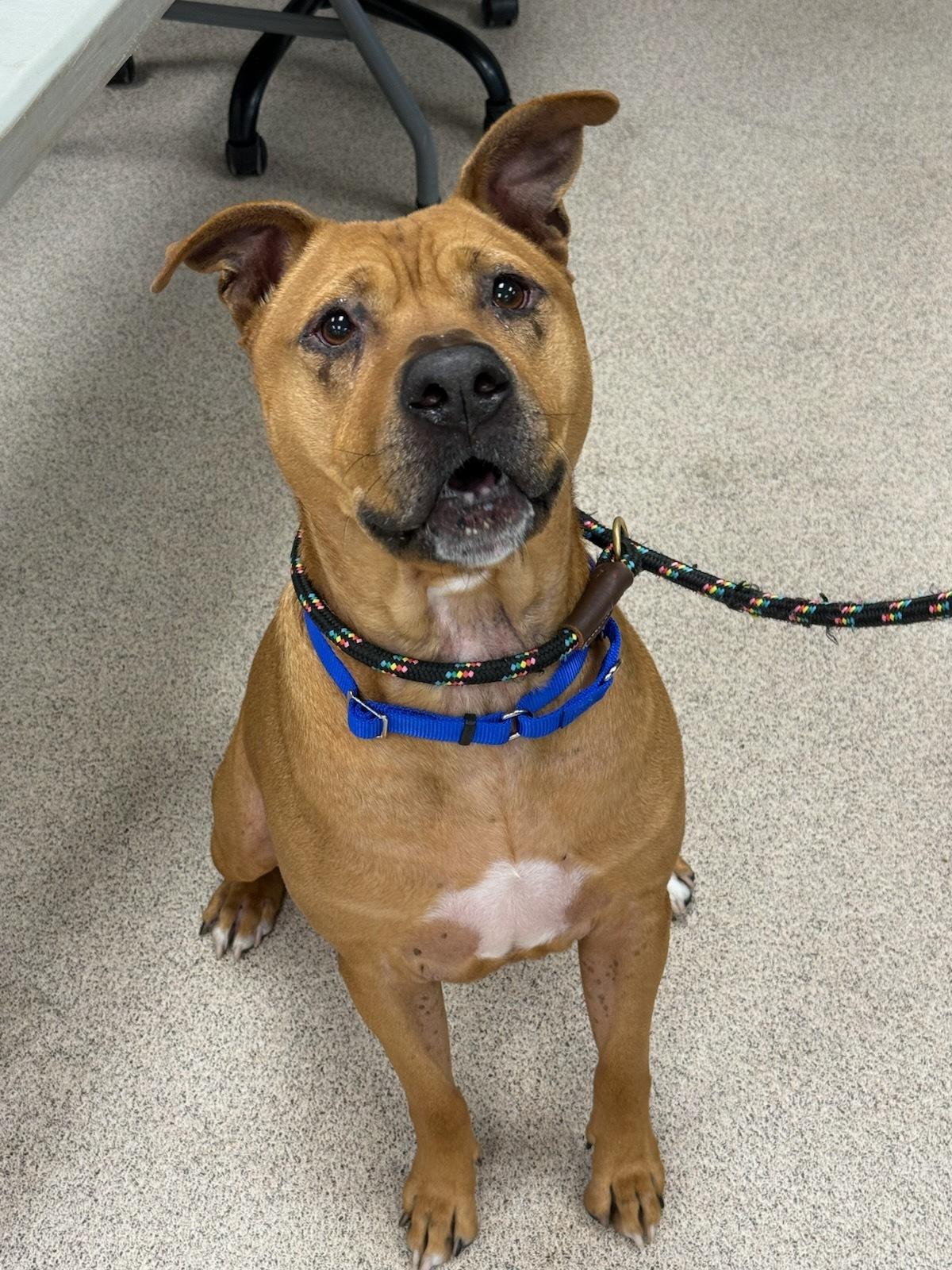 Echo, Adoptable, Adult Male Pit Bull Terrier.