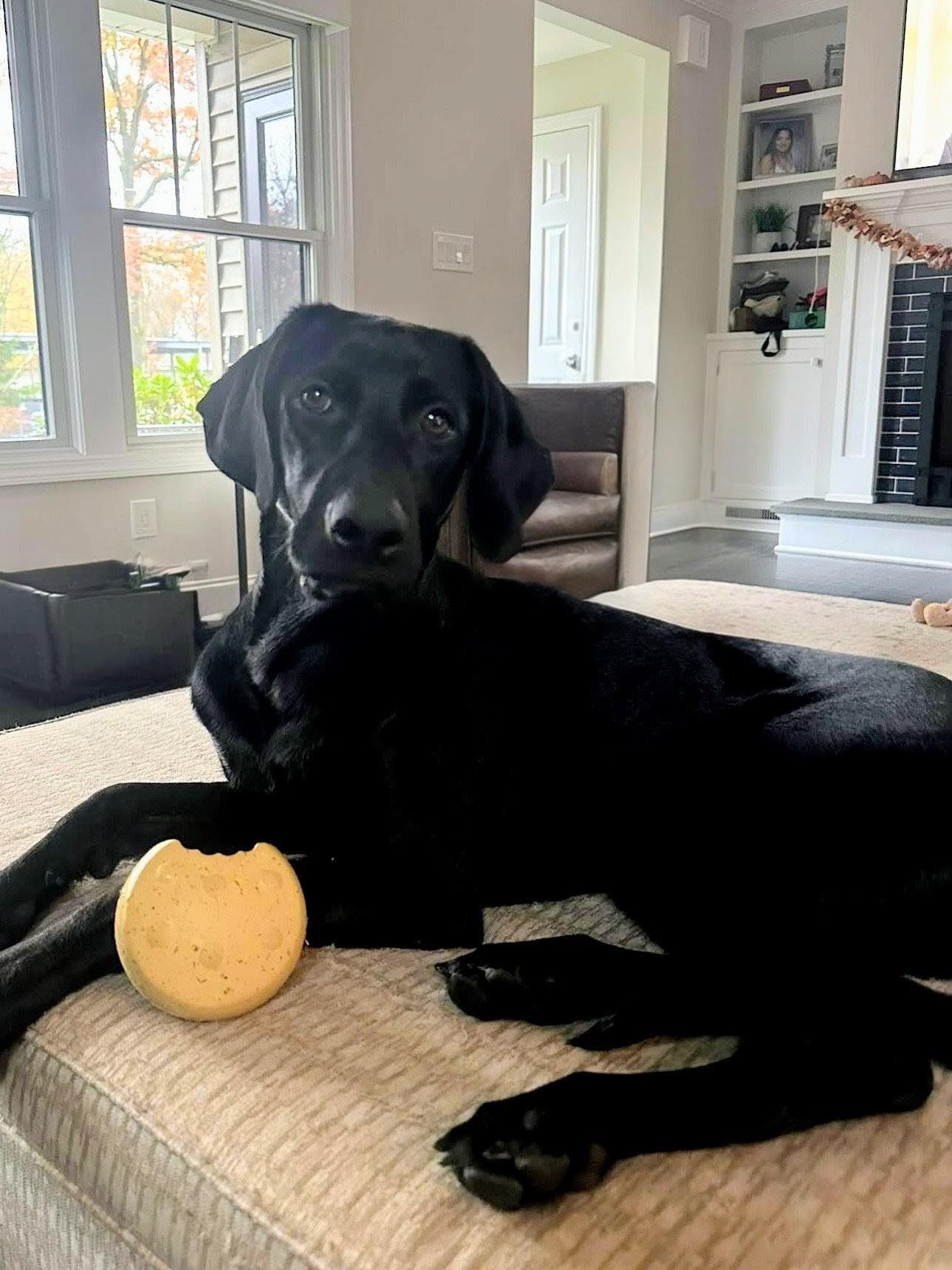 Maya - Fostered Needed in Northeast, Adoptable, Young Female Black Labrador Retriever.