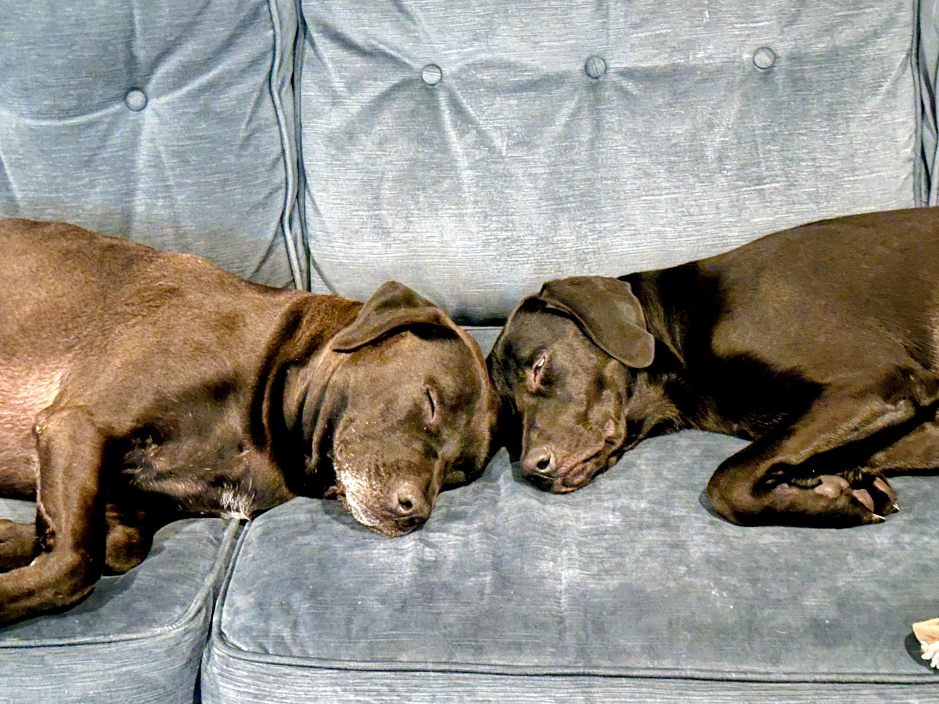 Enlarge Maya - Fostered in NJ, an adopted Black Labrador Retriever in Willington, CT image 6/6