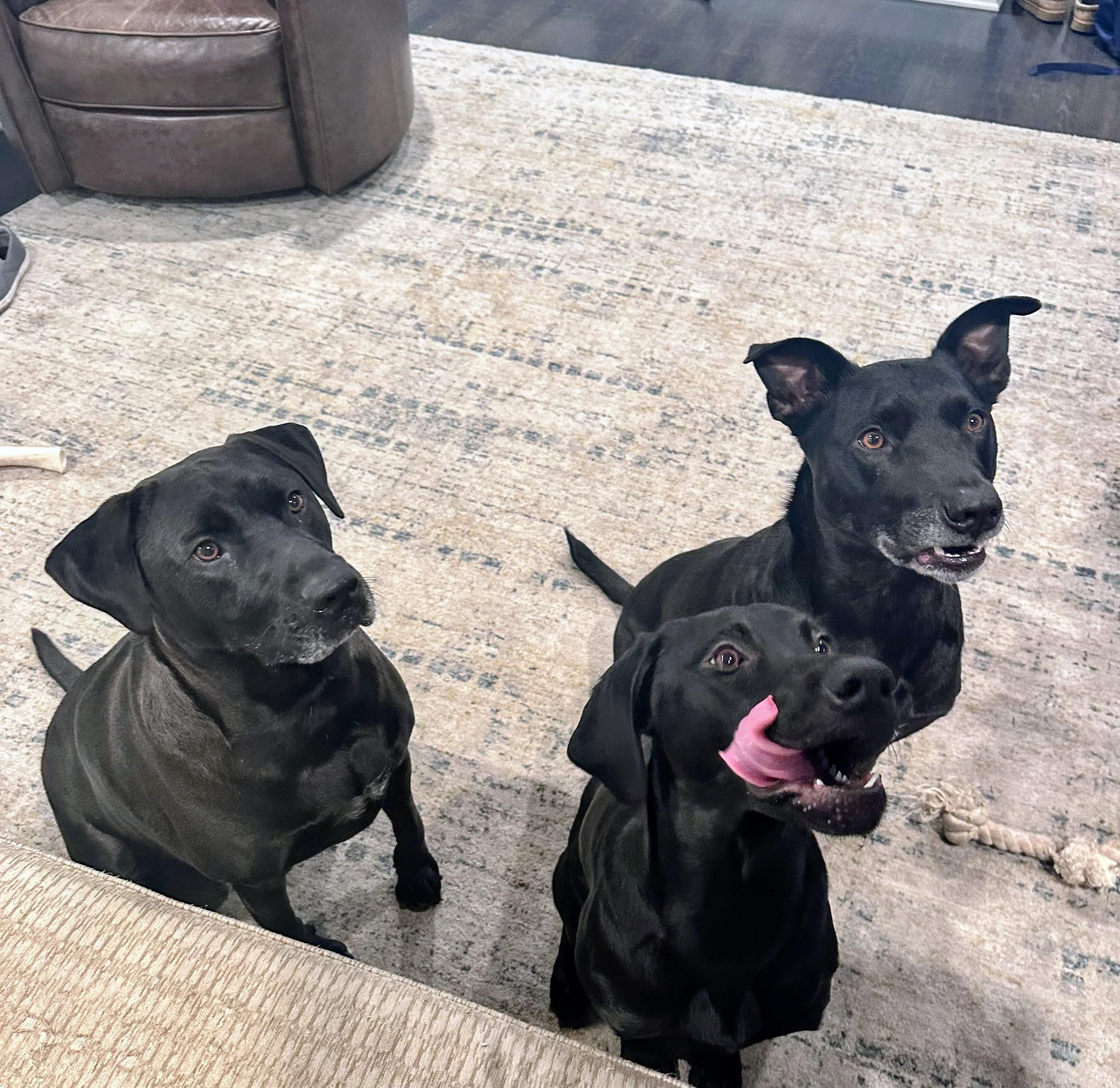 Enlarge Maya - Fostered in NJ, an adopted Black Labrador Retriever in Willington, CT image 3/6