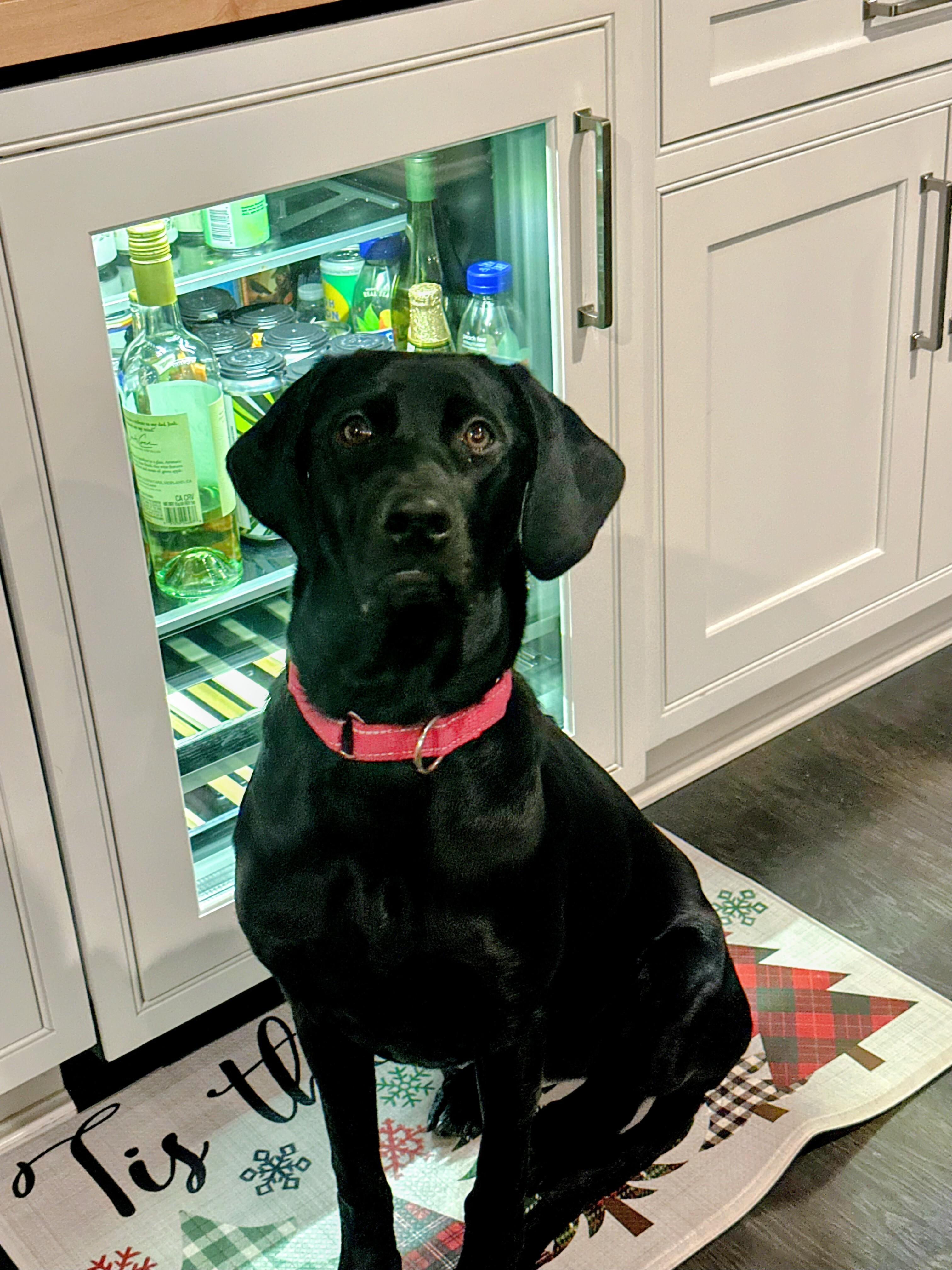 Maya - Fostered in NJ, Adoptable, Young Female Black Labrador Retriever.