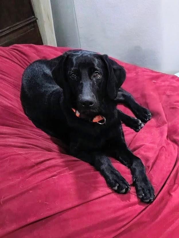 Maya - Fostered Needed in Northeast, Adoptable, Young Female Black Labrador Retriever.