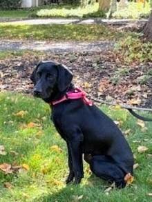 Maya - Fostered in New Jersey