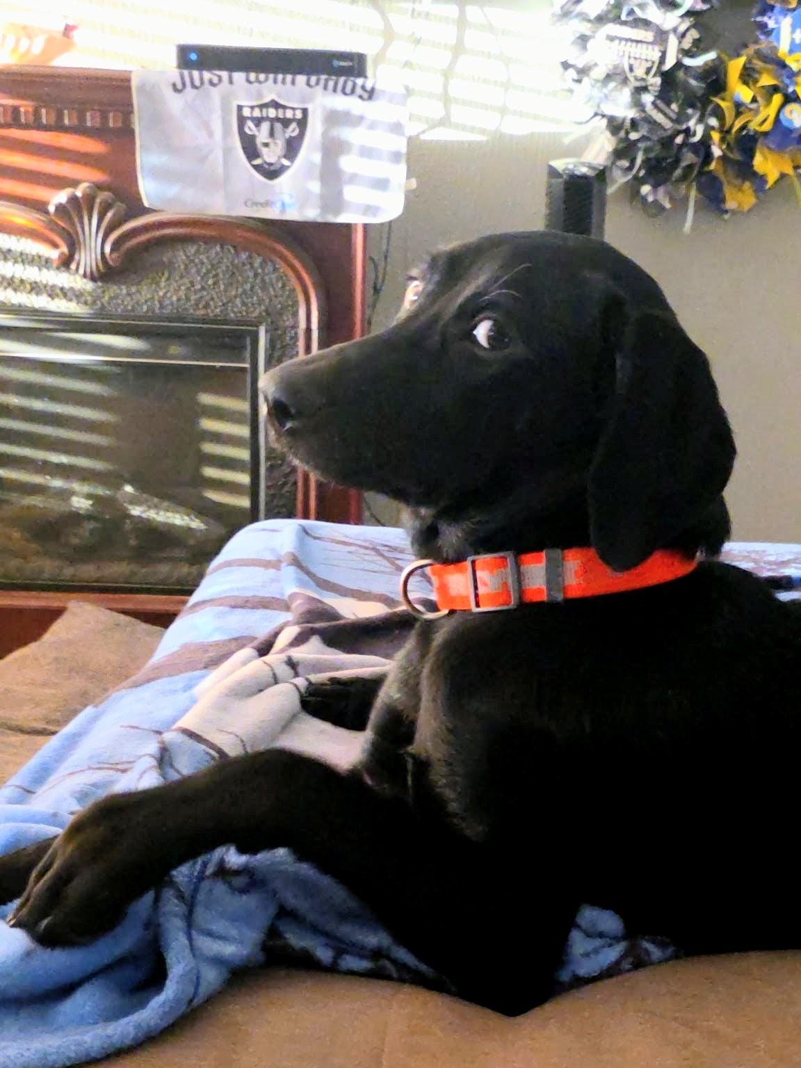 Maya