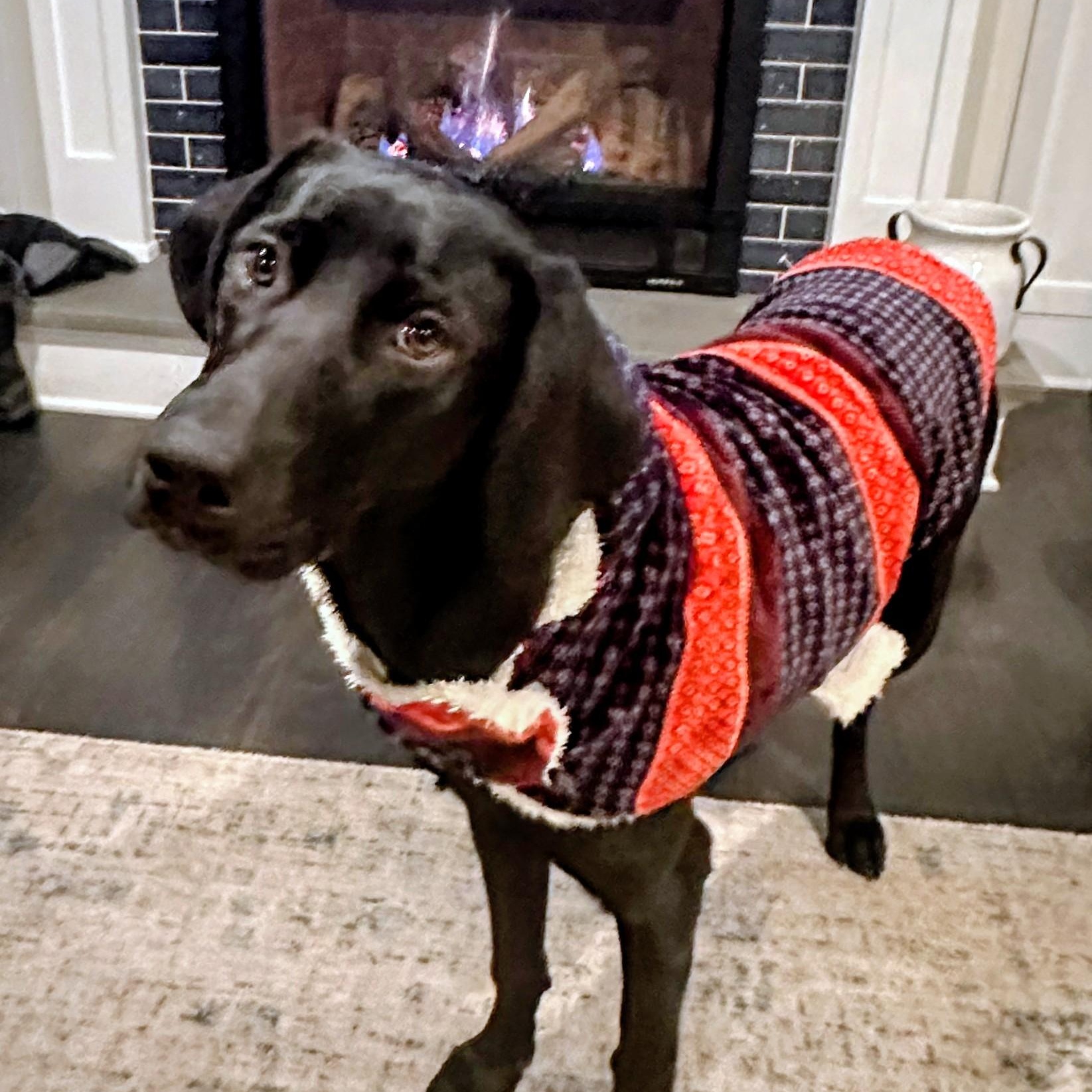Enlarge Maya - Fostered in NJ, an adopted Black Labrador Retriever in Willington, CT image 1/6