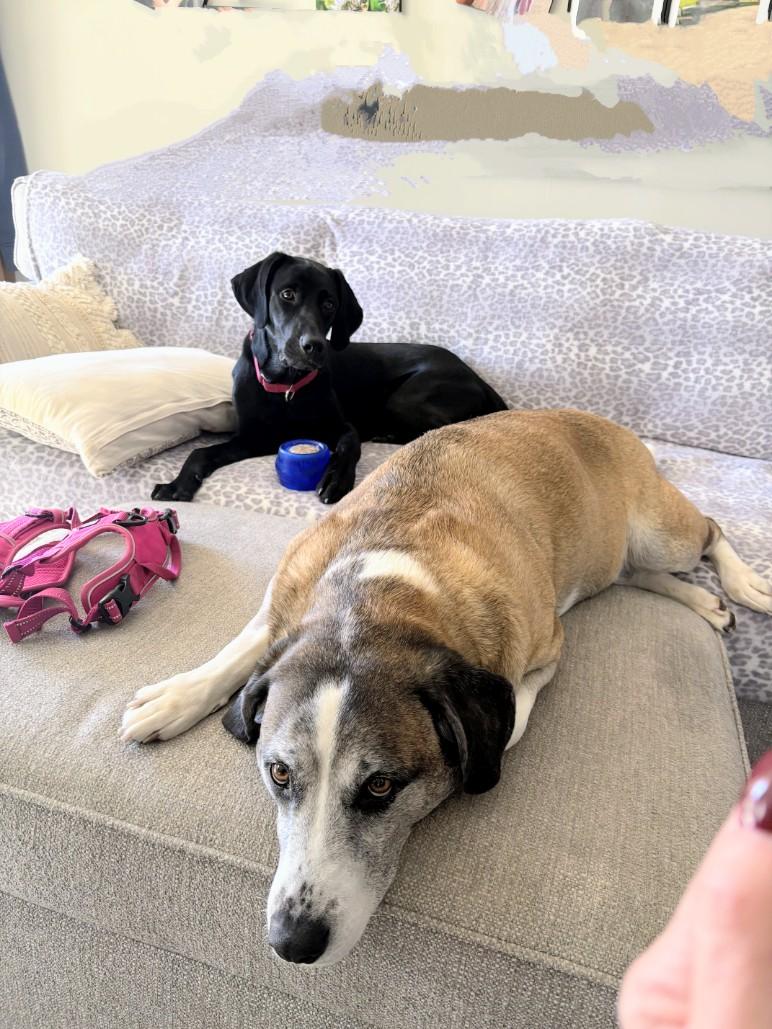 Maya - Fostered Needed in Northeast