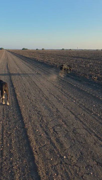 Enlarge Maya - Fostered Needed in Northeast, a Adoptable Black Labrador Retriever in Willington, CT video 5/5