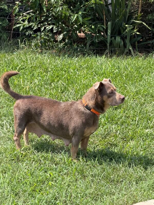 Blue Bell, ADOPTABLE, Adult • Female, Australian Kelpie & Dachshund.