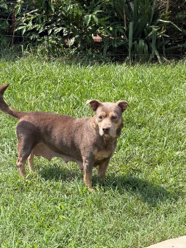 Enlarge Blue Bell, a Adoptable mixed breed in Partlow, VA image 3/5