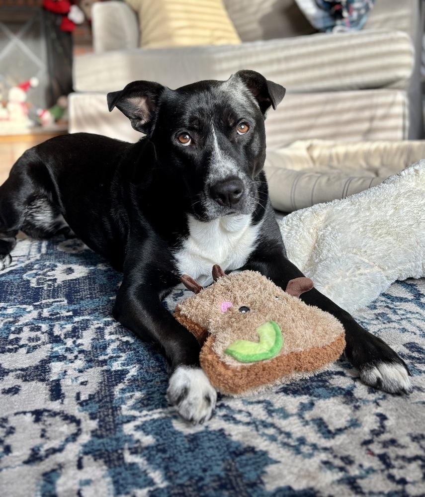 Duke, Adoptable, Adult Male Labrador Retriever & Cavalier King Charles Spaniel.