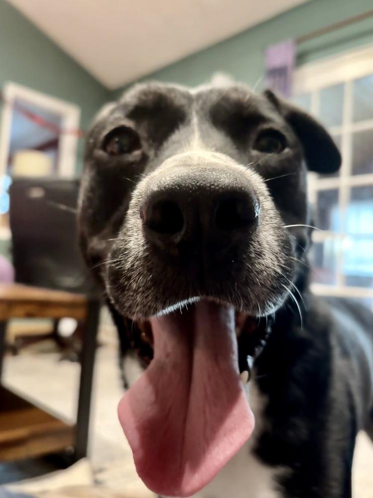 Enlarge Duke, a Adoptable mixed breed in Greenlawn, NY image 2/6