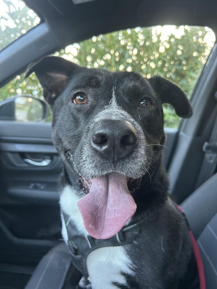 Enlarge Duke, a Adoptable mixed breed in Greenlawn, NY image 3/6