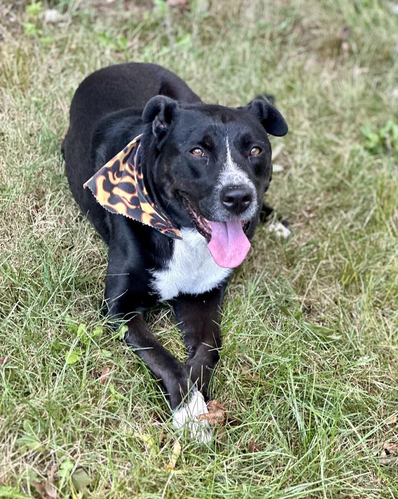 Enlarge Duke, a Adoptable mixed breed in Greenlawn, NY image 4/6