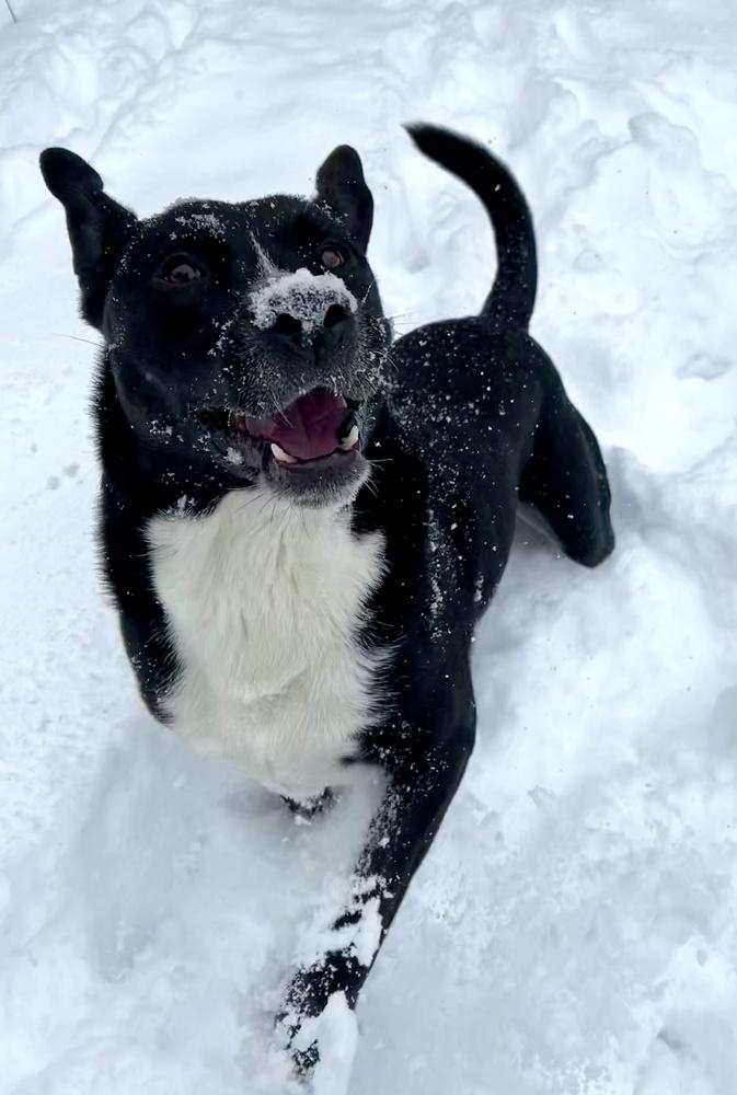 Enlarge Duke, a Adoptable mixed breed in Greenlawn, NY image 5/6