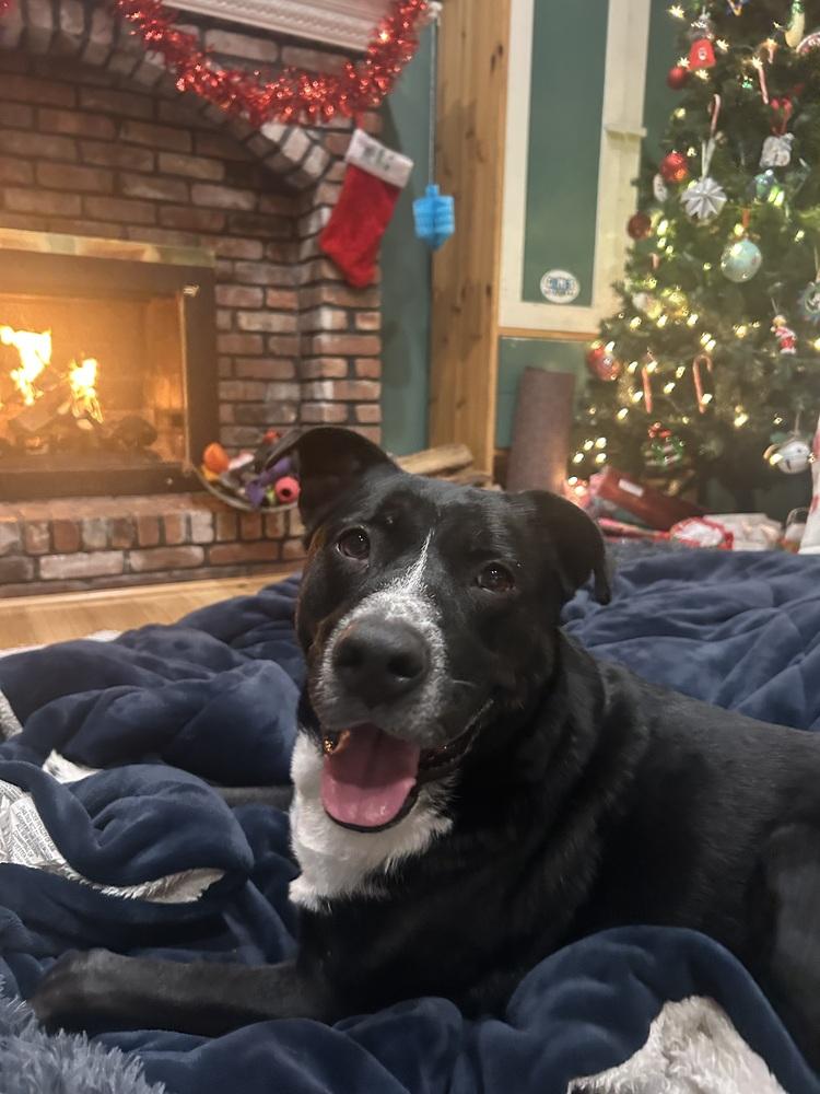 Enlarge Duke, a Adoptable mixed breed in Greenlawn, NY image 6/6