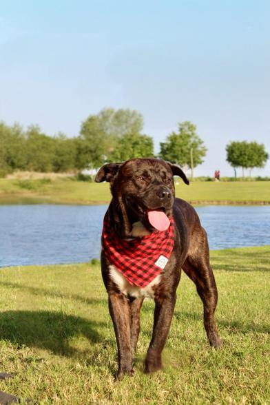 Chocolate, Adult Male Chocolate Labrador Retriever