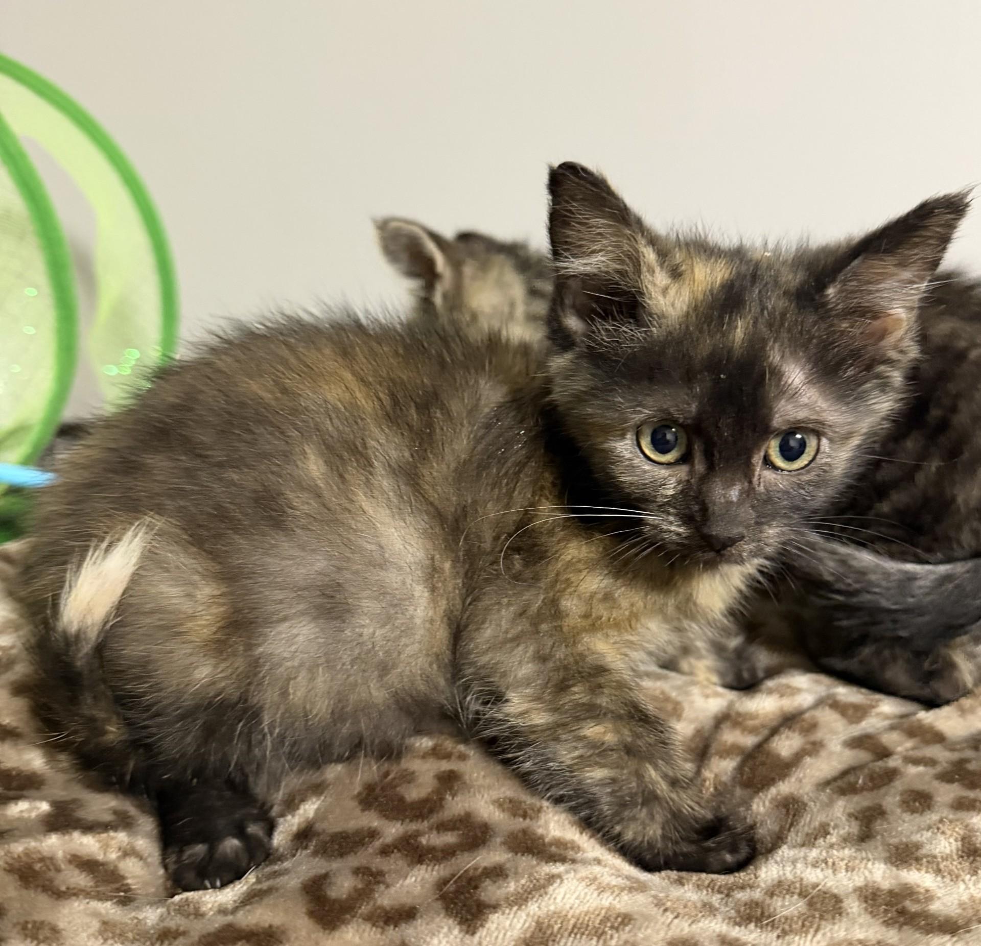 Enlarge Leia, an adoption pending mixed breed in Grove, OK image 1/1