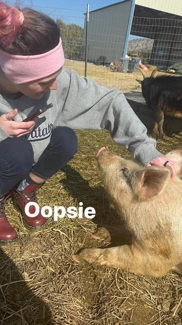 Oopsie / Whoopsie, a Adoptable Pig in Eagle Mountain, UT image 1/3