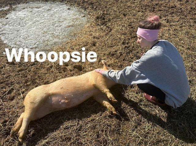 Enlarge Oopsie / Whoopsie, a Adoptable Pig in Eagle Mountain, UT image 2/2
