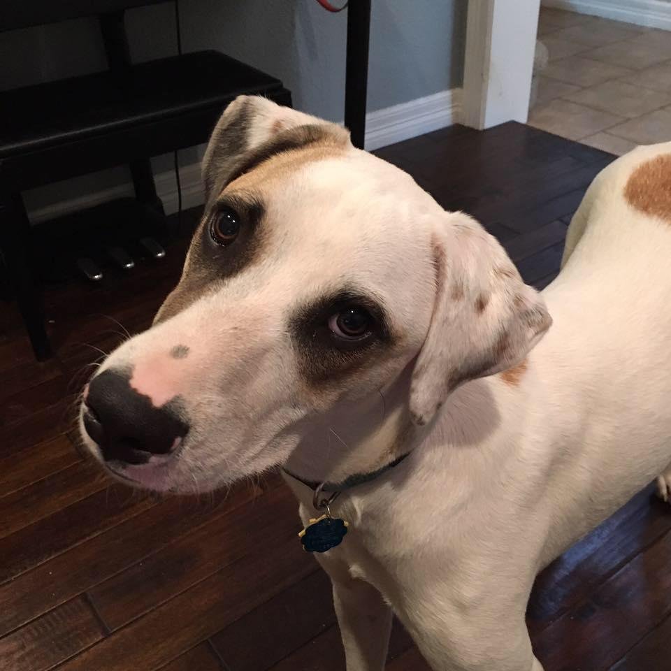 Britney Spears, a Adopted mixed breed in San Francisco, CA image 1/4