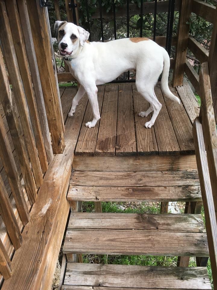 Britney Spears, a Adopted mixed breed in San Francisco, CA image 3/4