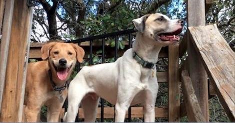 Britney Spears, a Adopted mixed breed in San Francisco, CA image 4/4