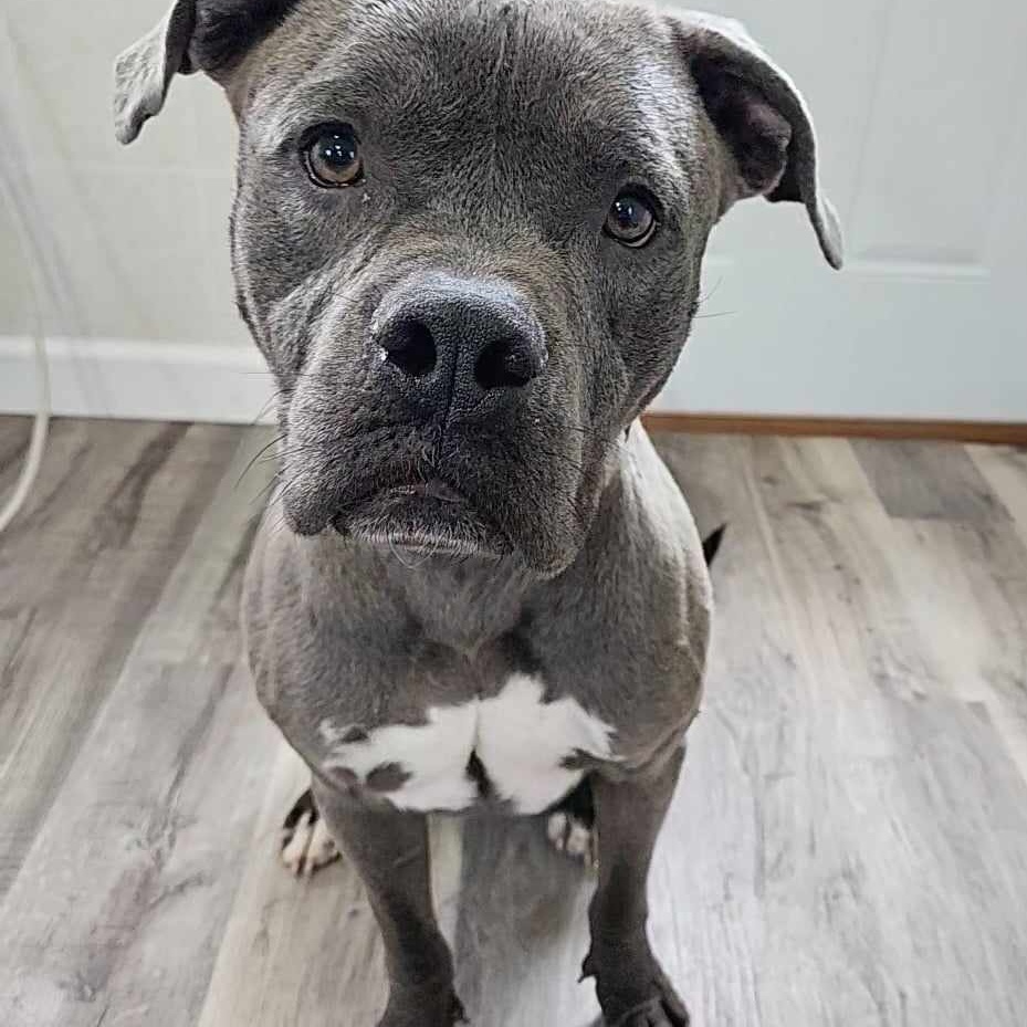 Dog for adoption Hensley, a Pit Bull Terrier & Boxer Mix in Hoopeston