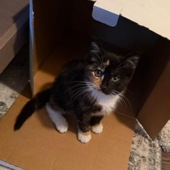 Sable, Adoptable, Kitten Female Domestic Short Hair.