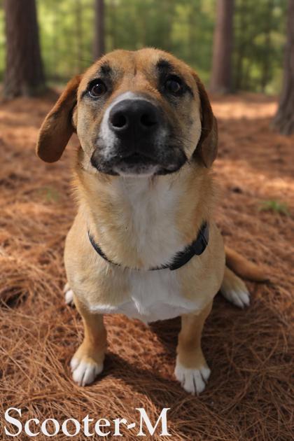 Scooter, a Adoptable mixed breed in Guntersville, AL image 2/3