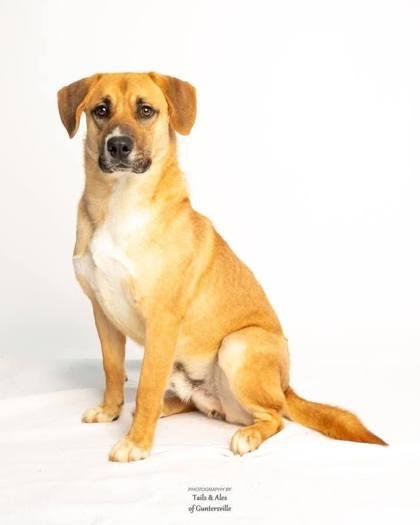 Scooter, Adoptable, Adult Male Mixed Breed & Mixed Breed.