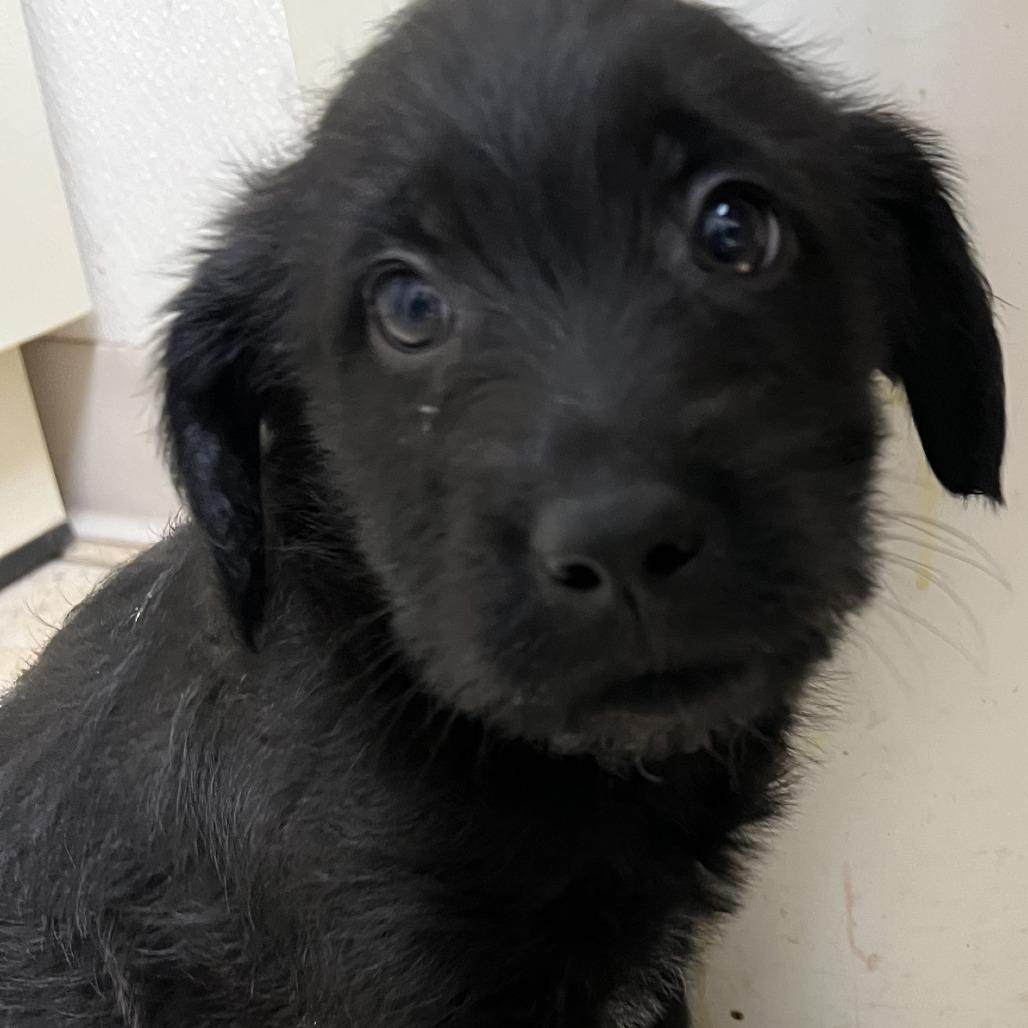 Enlarge Diplodocus, a Adoptable Mixed Breed in Pekin, IL image 1/2