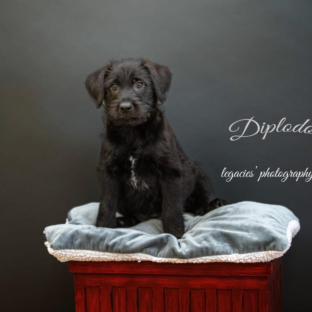 Enlarge Diplodocus, a Adoptable Mixed Breed in Pekin, IL image 2/2