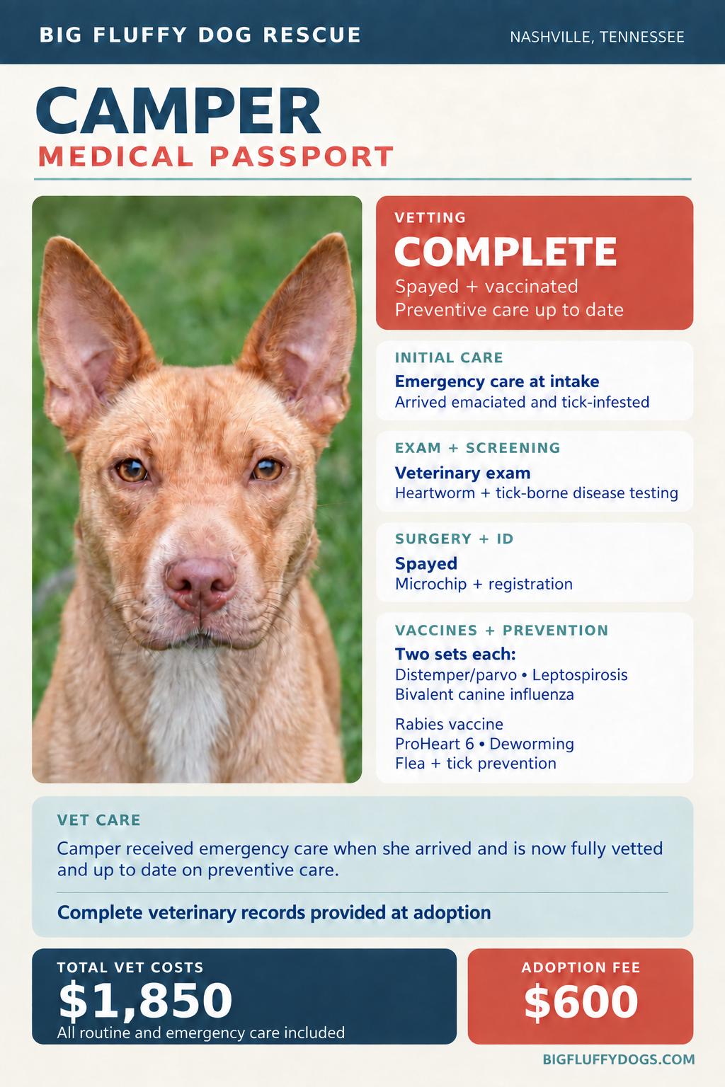 Enlarge Camper, a Adopted mixed breed in Madison, WI image 3/4