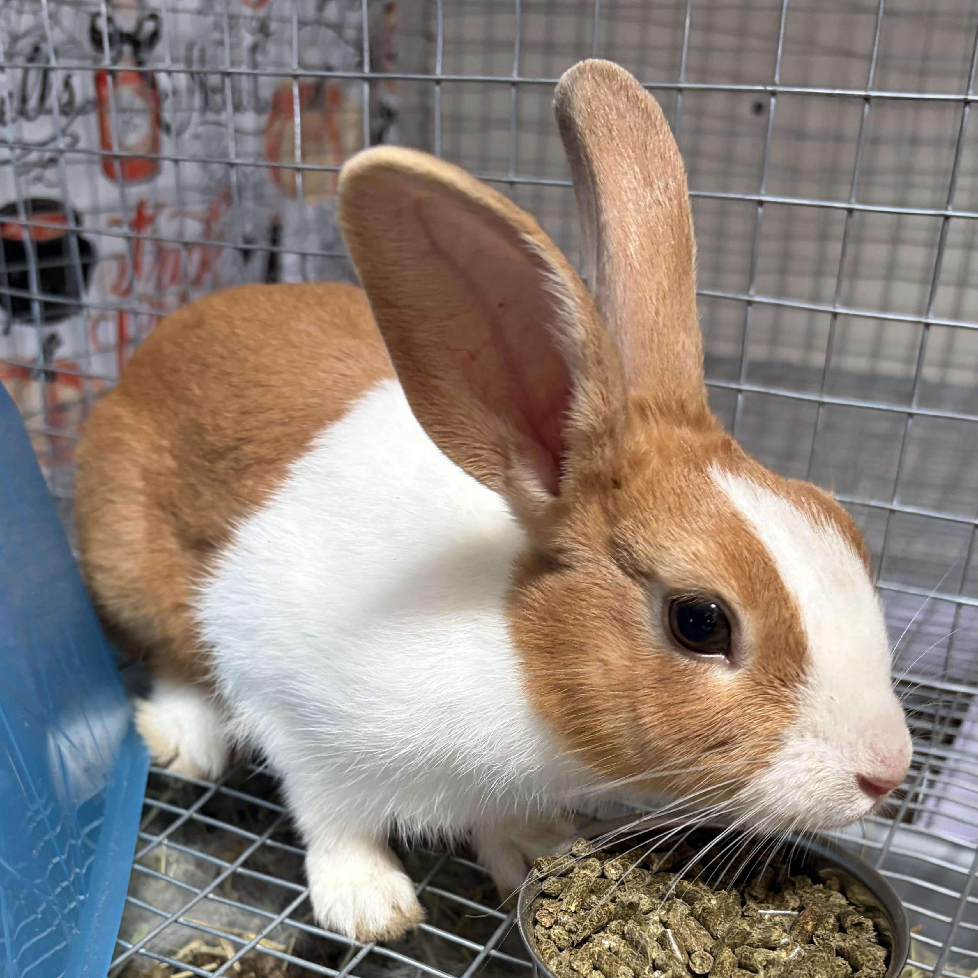 Enlarge Rosina, a Adopted Bunny Rabbit in Modesto, CA image 1/1