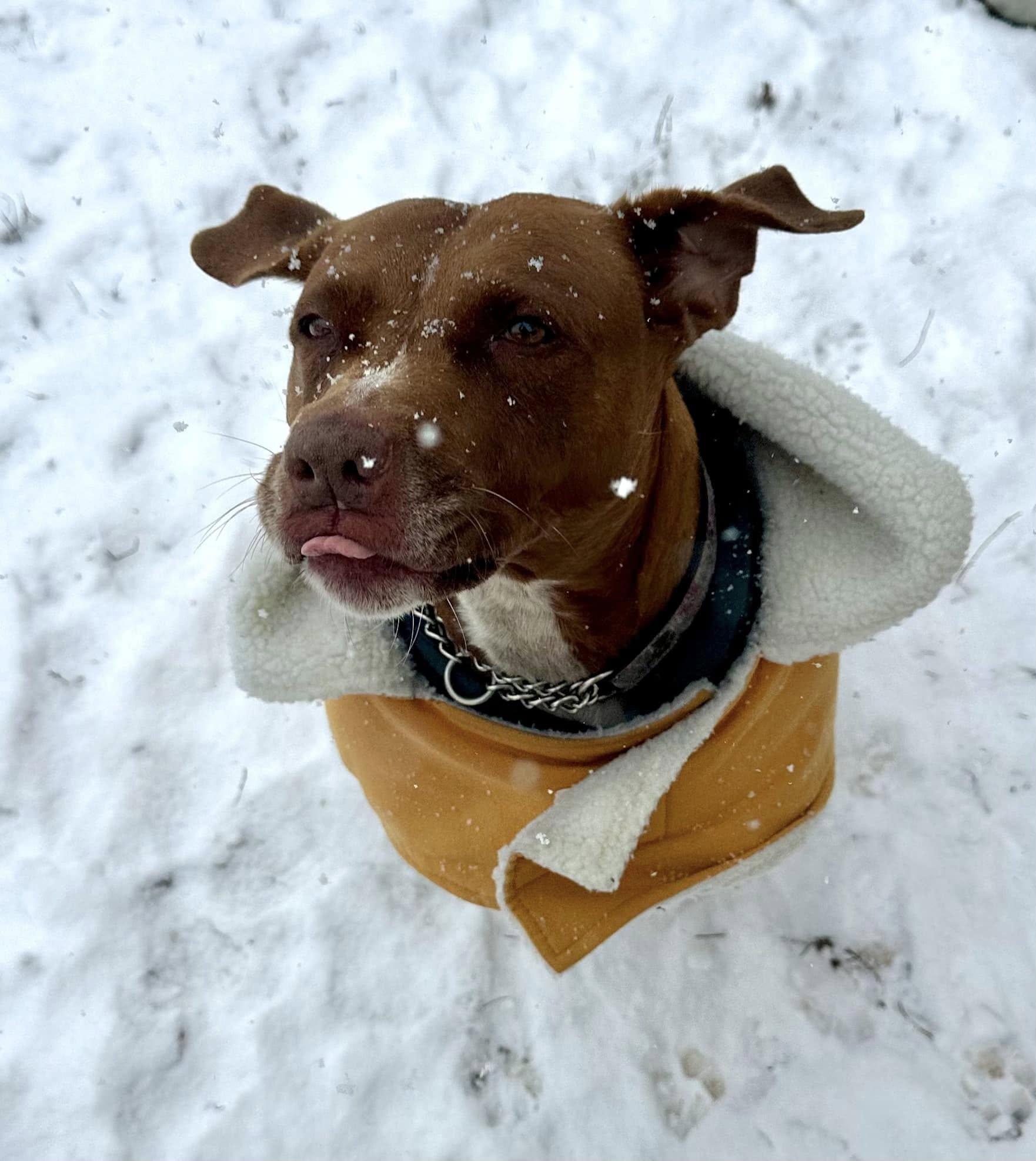 Missy *foster needed*, a Adoptable American Staffordshire Terrier in Landenberg, PA image 2/6
