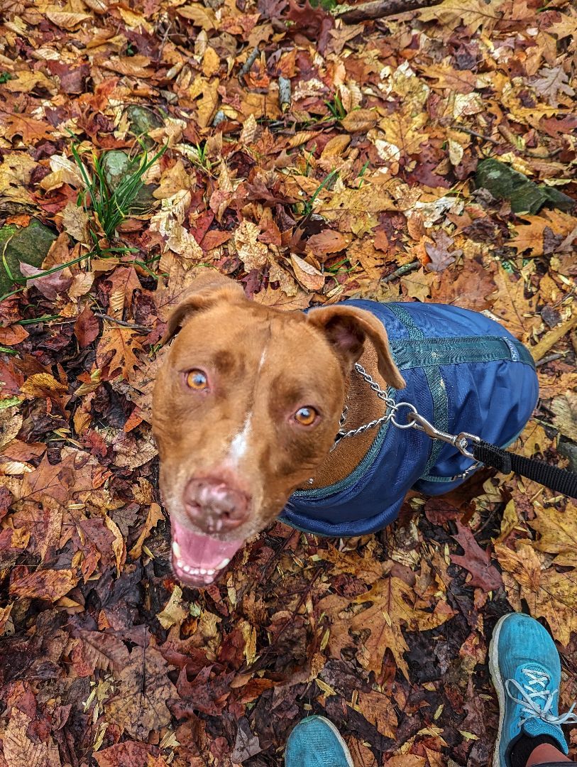 Missy *foster needed*, a Adoptable American Staffordshire Terrier in Landenberg, PA image 3/6