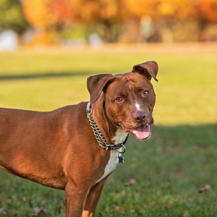 Missy *foster needed* 4