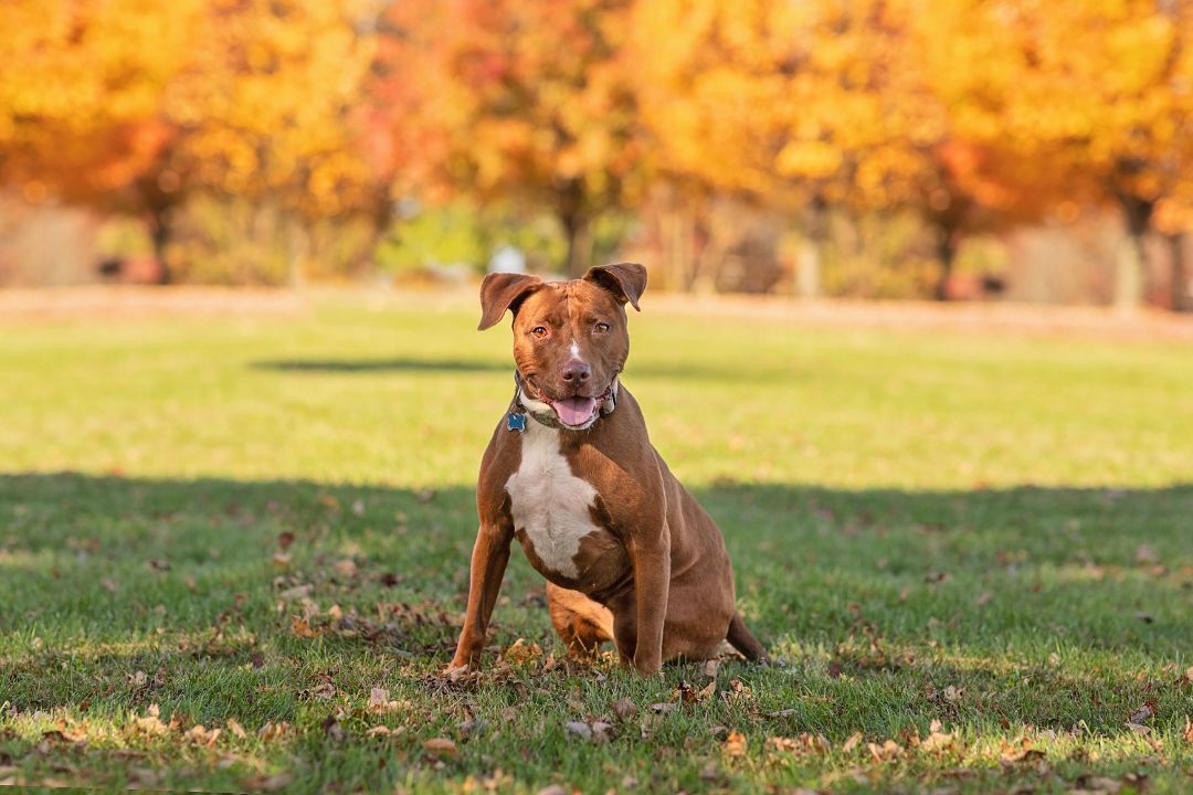 Missy *foster needed*, a Adoptable American Staffordshire Terrier in Landenberg, PA image 5/6