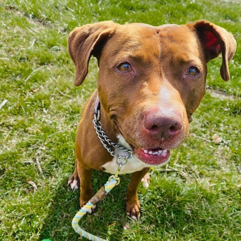 Missy *foster needed*, Adoptable, Adult Female American Staffordshire Terrier.