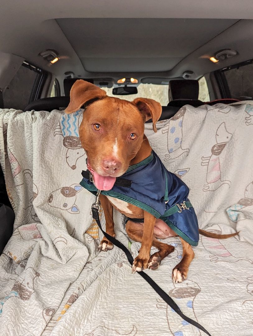 Missy *foster needed*, a Adoptable American Staffordshire Terrier in Landenberg, PA image 6/6