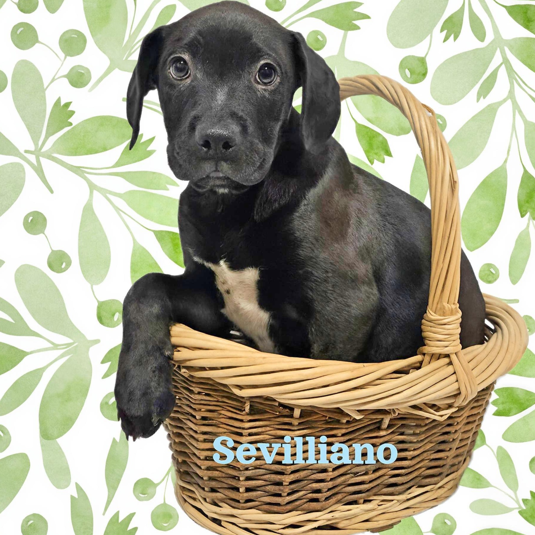 Sevilliano , a ADOPTABLE mixed breed in Joliet, IL image 1/2