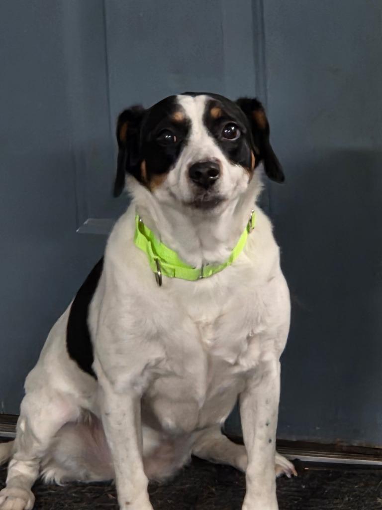 Enlarge Flossy, a Adoptable mixed breed in Crandon, WI image 1/1